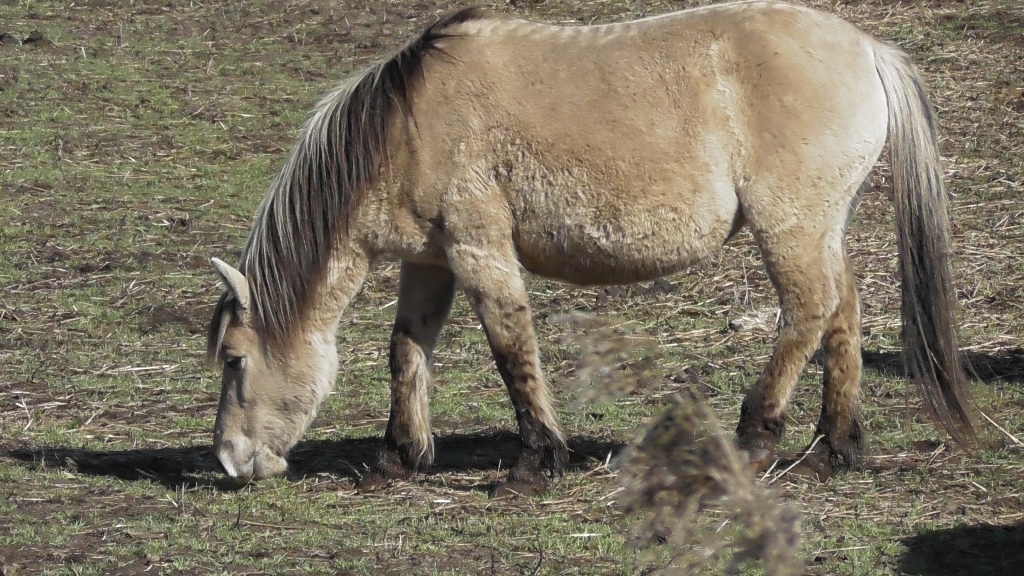 Отчет по вселению тарпановидных лошадейпольской породы «konik»
